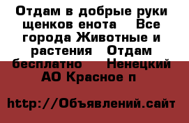 Отдам в добрые руки щенков енота. - Все города Животные и растения » Отдам бесплатно   . Ненецкий АО,Красное п.